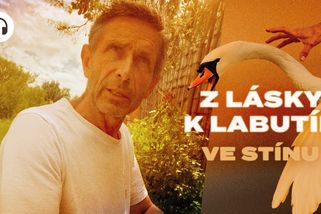 „Já to nebyl.“ Našli jsme muže, který odvážel labutě z Vltavy. Už je stíhaný | Ve stínu